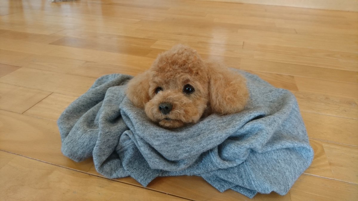 Miru 羊毛フェルト プードル制作中 お顔完成 羊毛フェルト プードル トイプードル 犬 ぬいぐるみ Needlefelting