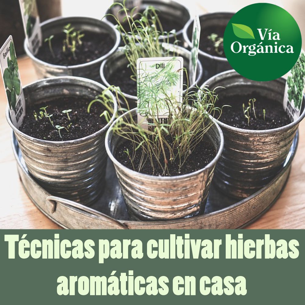 viaorganica's tweet photo. Disfruta de hierbas frescas para cocinar o para hacer cualquier infusión durante todo el año con nuestros consejos. Ten un hermoso jardín con deliciosas y aromáticas hierbas, coséchalas y guárdalas para disfrutar en todo momento: https://t.co/yaNFwvsvS7 https://t.co/7xKh49WoDC