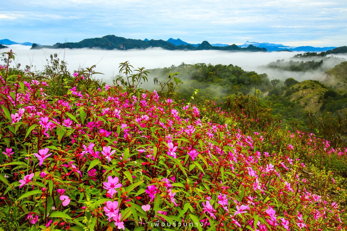 1672Travelbuddy's tweet photo. "ดอยหัวหมด" ได้ยินชื่อแล้วก็ เอ๊ะ! ดอยอะไรนะ? ทำไมหัวต้องหมดด้วย? ไฮไลท์ของที่นี่คือการชมพระอาทิตย์ขึ้น พระอาทิตย์ตกและแอดขอบอกเลยว่าบนดอยหัวหมดจะสวยแอดวานซ์กว่าเดิมในช่วงฤดูฝนที่เต็มไปด้วยดอกเทียนปีกผีเสื้อที่ออกดอกบานสะพรั่ง 
พิกัด : https://t.co/uGNNLwRhL9
#ตาก #ดอยหัวหมด https://t.co/oXItN108rY