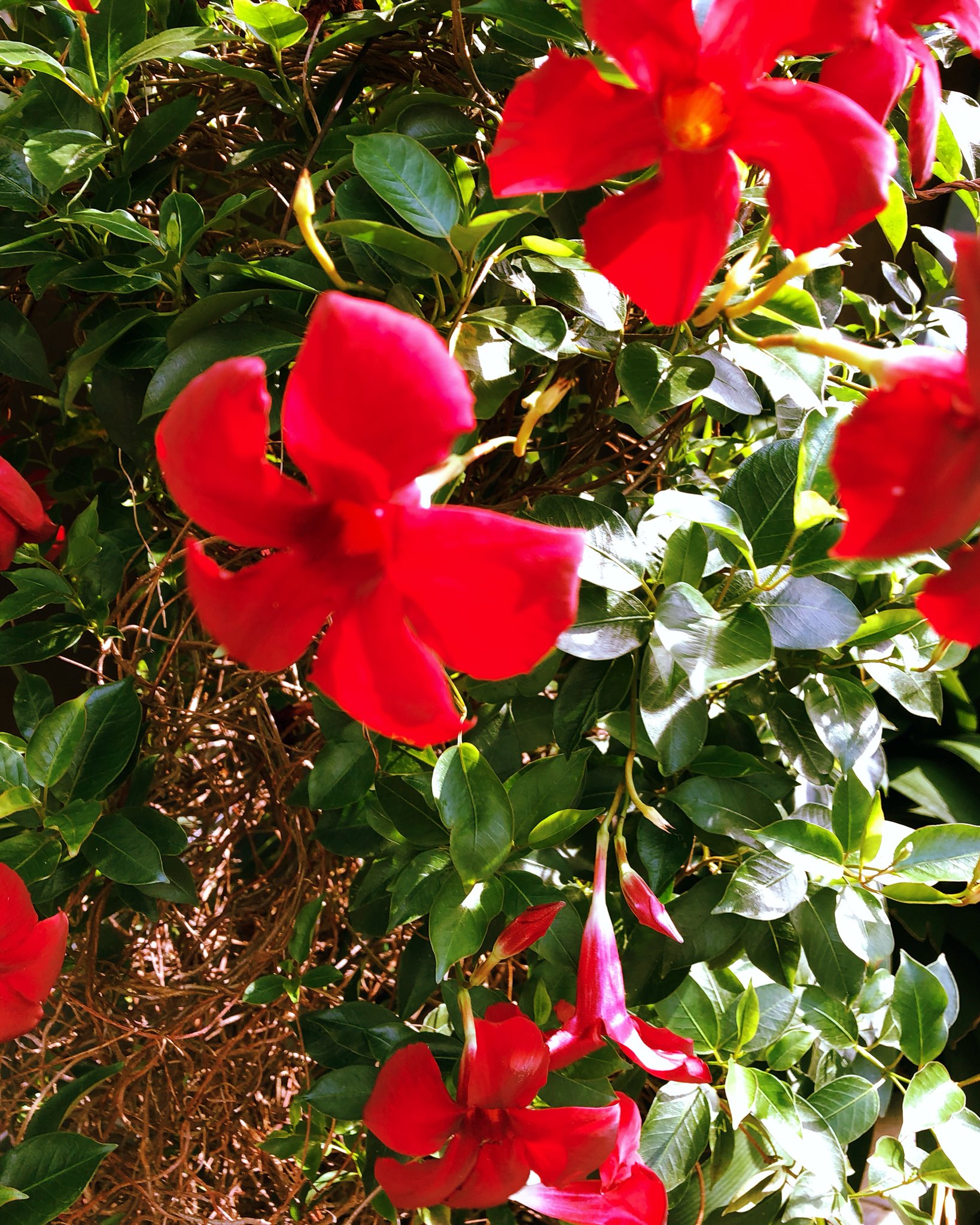 ゆりか 優梨香 占い サンパラソルの花言葉 固い友情 今日も笑顔の一日を T Co Fhdogwt39g Twitter ゆりか 優梨香 占い サンパラソルの花言葉 固い友情 今日も笑顔の一日を T Co Fhdogwt39g Twitter