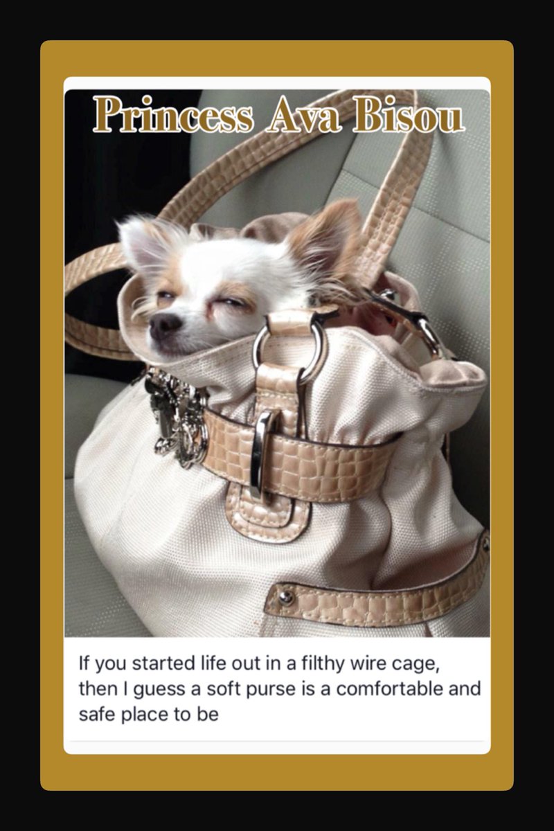 PrincessAvaBiso's tweet photo. "If you started out life in a filthy wire cage, then I guess a purse is it comfortable and safe place to be" #PrincessAvaBisou #puppymillsurvivor #PrisonertoPrincess #endpuppymills #finallysafe https://t.co/00eHm8u8bh