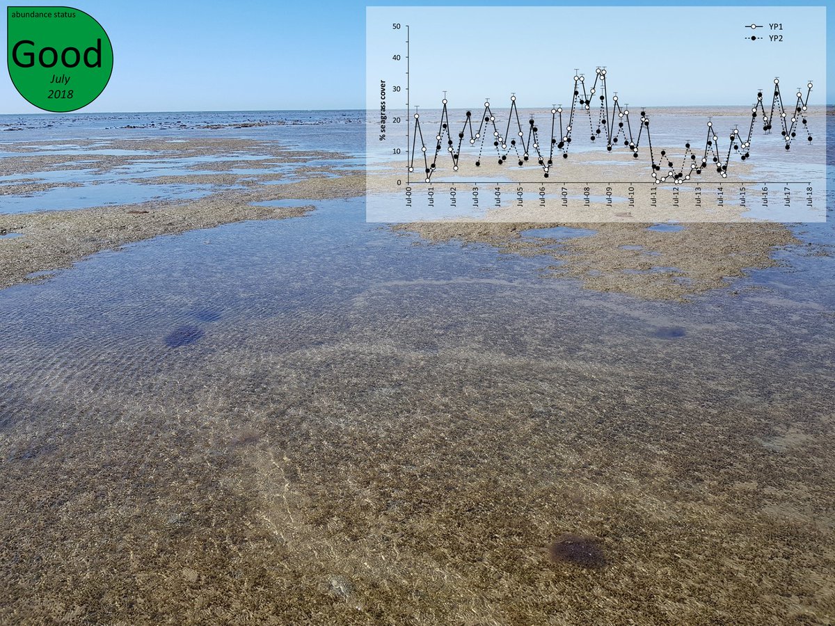 The latest monitoring at Yule Point (Wet Tropics, Great Barrier Reef) reports seagrass abundance in a Good state

#seagrass #yulepoint #greatbarrierreef #marinemonitoringprogram #queensland #wettropics #seagrassabundance #seagrassmonitoring #seagrassmeadows #cairns #seagrasswatch