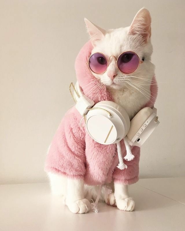 01172106a's tweet photo. O que dizer dessa gatinha que é mais estilosa que tudo nóis? https://t.co/FZ4ehRlu9k