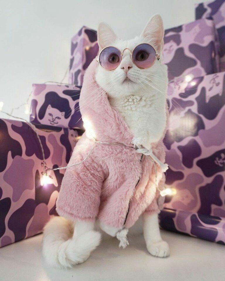 01172106a's tweet photo. O que dizer dessa gatinha que é mais estilosa que tudo nóis? https://t.co/FZ4ehRlu9k