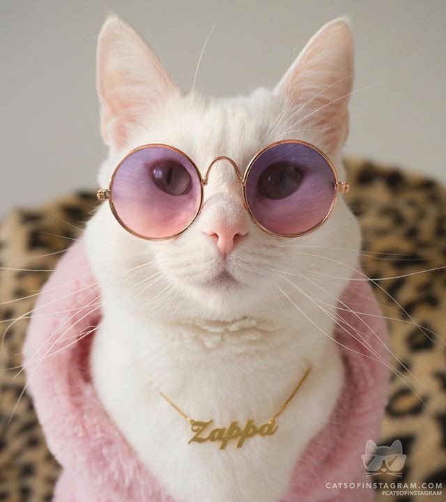 01172106a's tweet photo. O que dizer dessa gatinha que é mais estilosa que tudo nóis? https://t.co/FZ4ehRlu9k