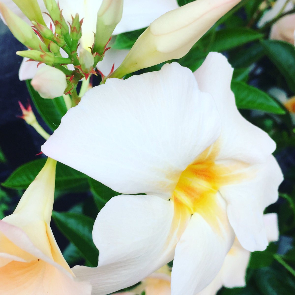 池ポチャ野郎 บนทว ตเตอร 蕾を付け次々とラッパ状の花が サンパラソル クリムソン 花言葉 硬い友情 硬い約束 つる性植物 白い花 花 たくさんの花を咲かす ラッパ状の花