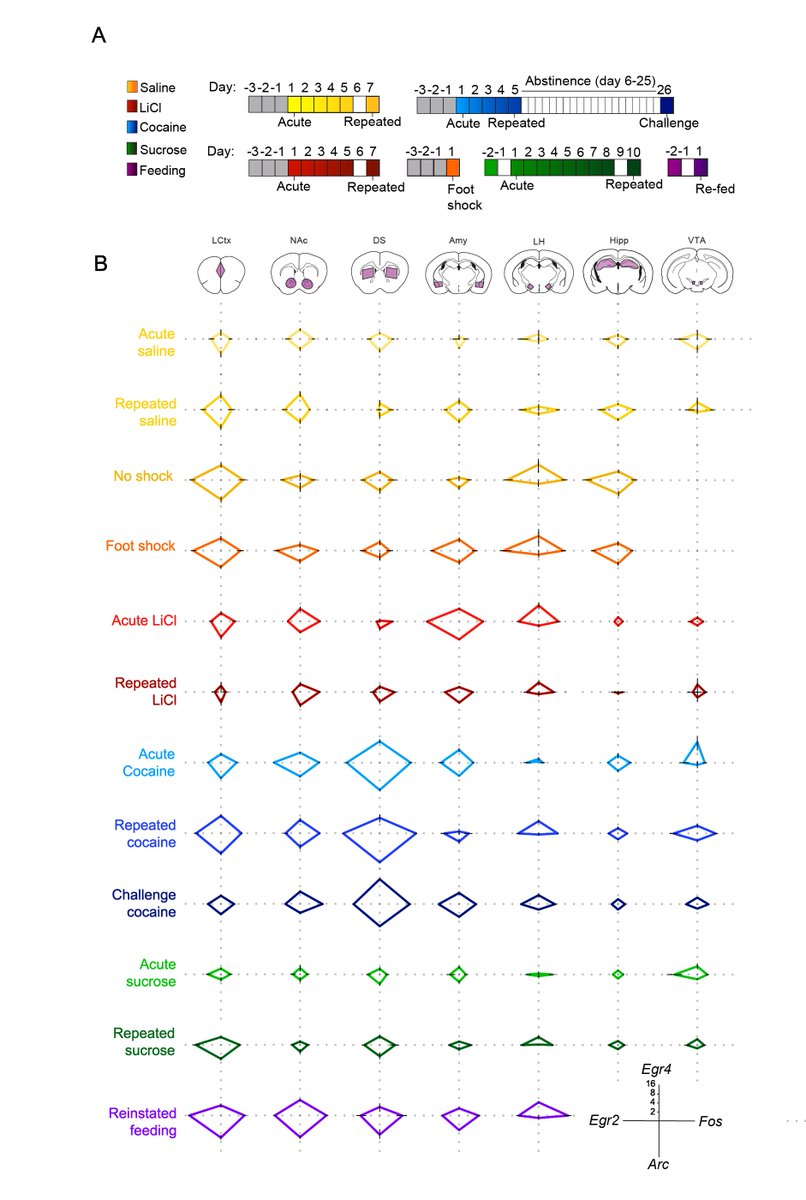 jerusalembrainc's tweet photo. Congratulations to Diptendu Mukherjee for winning the first JBC SMART Brain Prize, for his outstanding article: “Salient Experiences are Represented by Unique Transcriptional Signatures in the Mouse Brain”
https://t.co/x13QjD7gFD https://t.co/hsSpDA0WYO