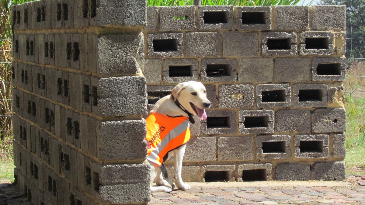 We conduct sweeps for drug detection with dogs for applications like call centers, working quarters, rehabilitation centers, schools.