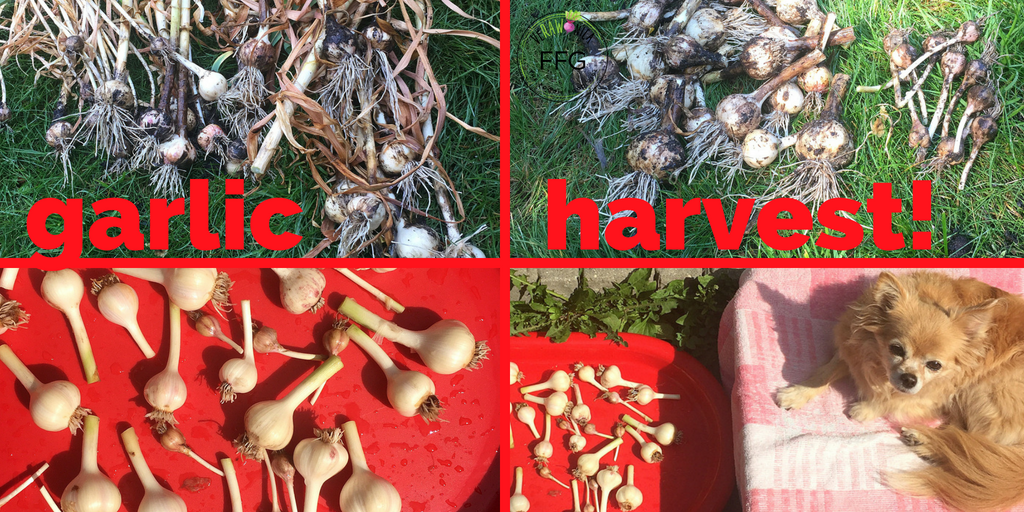 VeRAWonica's tweet photo. #harvest #garlic #verawonica #raw #foodiefoodgirl #rawfoodie #garden #organic #organicgarden #organicgardening #greenthumb #veggies #garlicbud #rawgarlic #instagood #plantbased #plantfood #grownyourownfood #freefood #healthy #7dayraw https://t.co/GI2n27U5UP