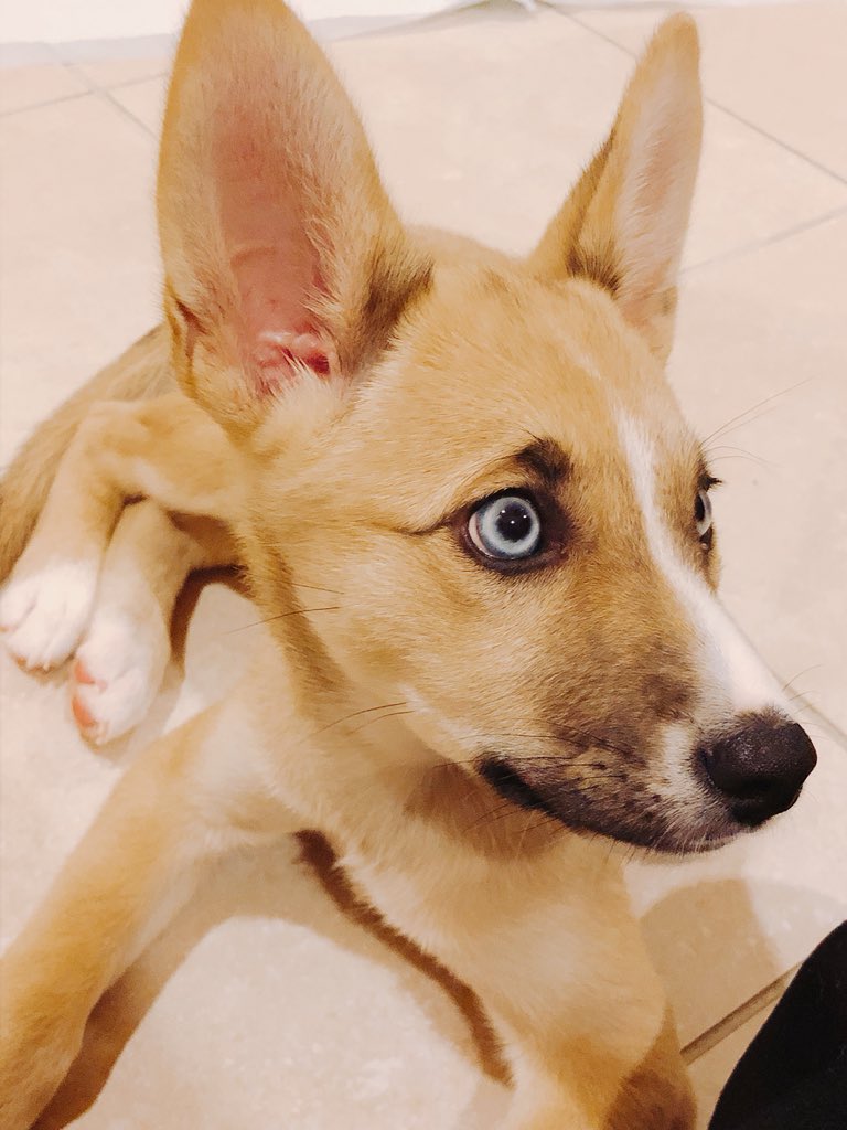 blueeyessora's tweet photo. 生後3ヶ月のそらちゃん。
保護犬で、保護主さんからお送りいただきました。
きょうだい6匹まとめて動物病院の前に捨てられていたところを保護主さんが拾われたとのことでした。 https://t.co/54Bhwwuj69