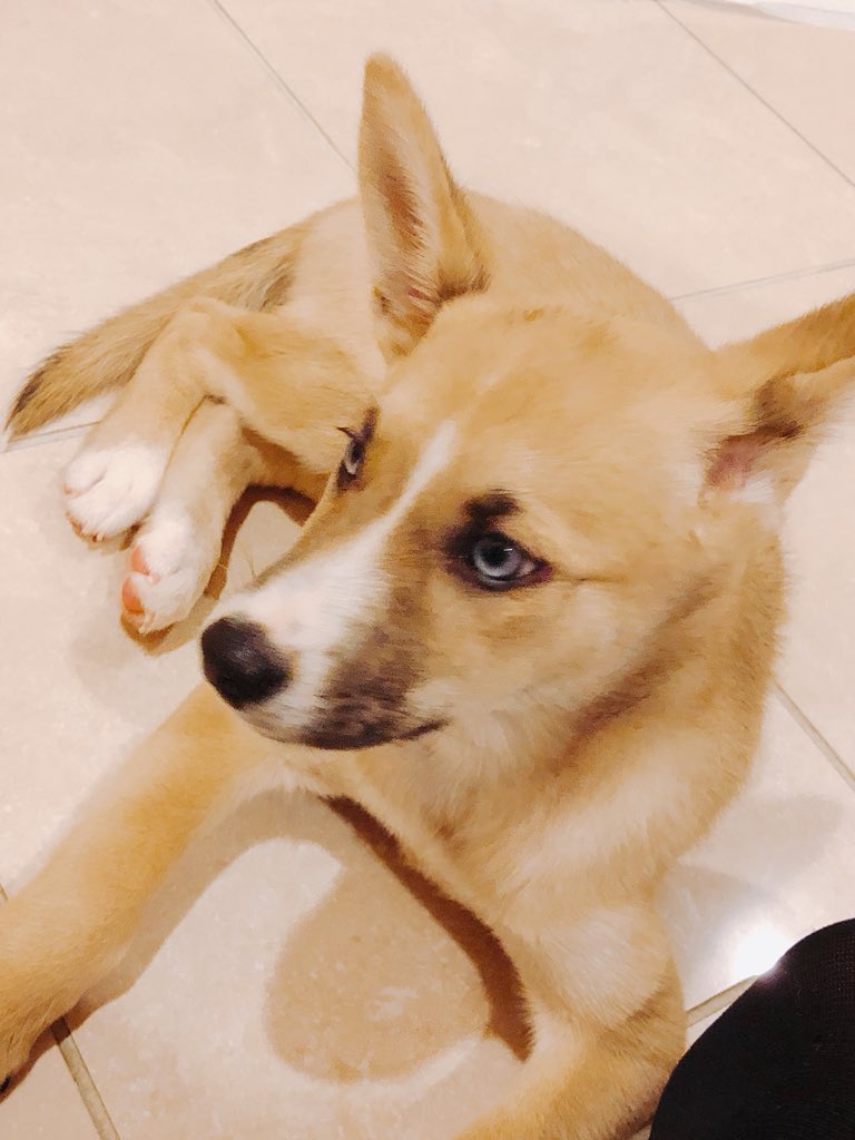 blueeyessora's tweet photo. 生後3ヶ月のそらちゃん。
保護犬で、保護主さんからお送りいただきました。
きょうだい6匹まとめて動物病院の前に捨てられていたところを保護主さんが拾われたとのことでした。 https://t.co/54Bhwwuj69