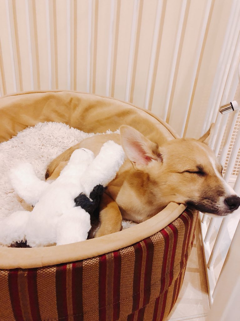 blueeyessora's tweet photo. 生後3ヶ月のそらちゃん。
保護犬で、保護主さんからお送りいただきました。
きょうだい6匹まとめて動物病院の前に捨てられていたところを保護主さんが拾われたとのことでした。 https://t.co/54Bhwwuj69