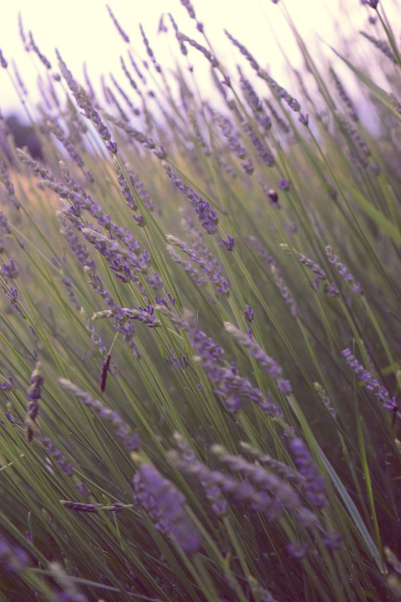 vborghans's tweet photo. Zachte zoete geur, ontspannende werking, pracht en praal van moeder natuur.... Lavendel
#naarbuiten #hobbyfotografie #Ilovenature https://t.co/2awSdhqhAh