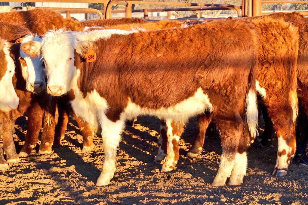 damien_crump's tweet photo. AuctionsPlus this Friday 20th July Weaner &amp; Yearlings Ac Wirrabilla https://t.co/iL7tXci1JI