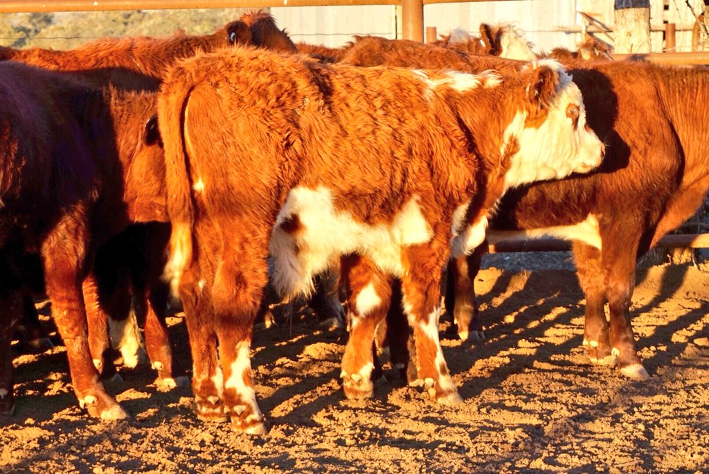 damien_crump's tweet photo. AuctionsPlus this Friday 20th July Weaner &amp; Yearlings Ac Wirrabilla https://t.co/iL7tXci1JI