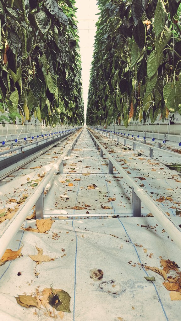 dki604's tweet photo. Did you know that green peppers are actually red peppers? (Unripened!..well, maybe you did) One of many aisles of pepper plants reaching for the sky!
#bcaitcsummerinstitute2018 #realhotrealfresh #sunpower #scienceinagriculturetothemax https://t.co/klW3c1EK3y