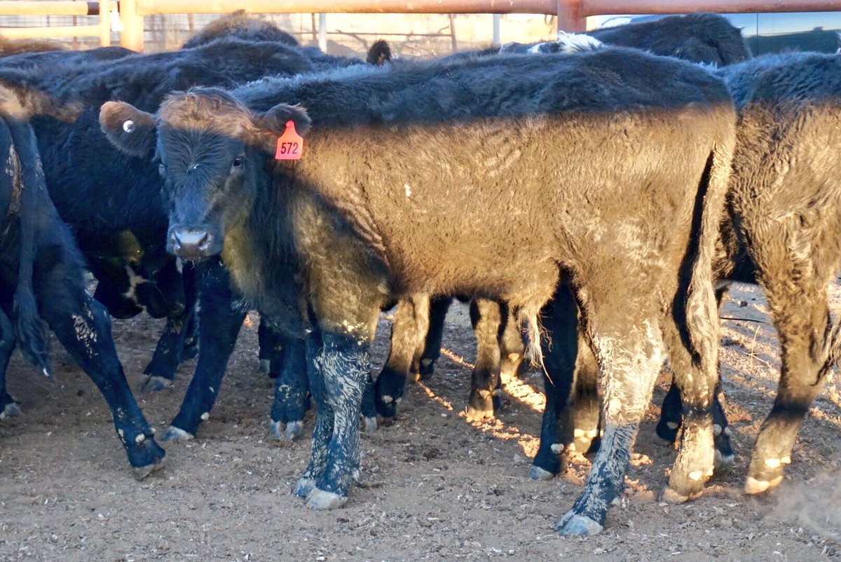 damien_crump's tweet photo. Ac Wirrabilla PC this Friday 20th July Auctions Plus https://t.co/aH8Z3lGiyt