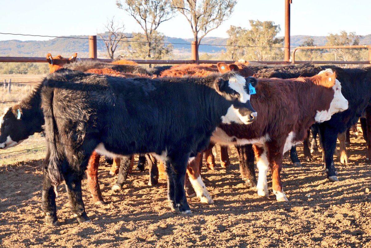 damien_crump's tweet photo. Auctions Plus this Friday 20th July 2018 28 weaned cross bred Hfrs https://t.co/QagDfhItVY