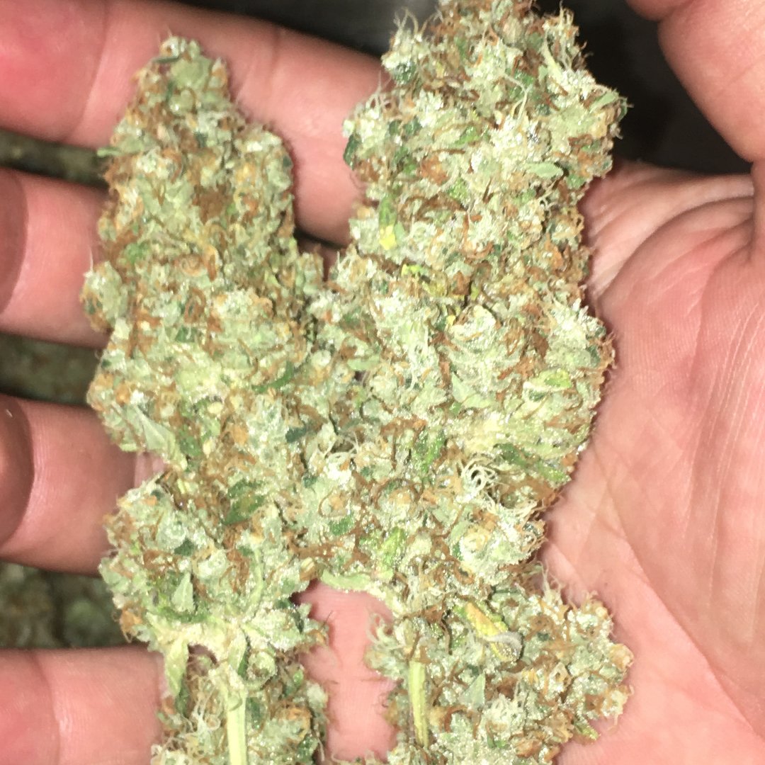 CannaPlug's tweet photo. Jet Fuel OG , letting off for 1k a pound #CaliPrices #weedstagram #marijuananews dm or call me https://t.co/srWxwBahoZ