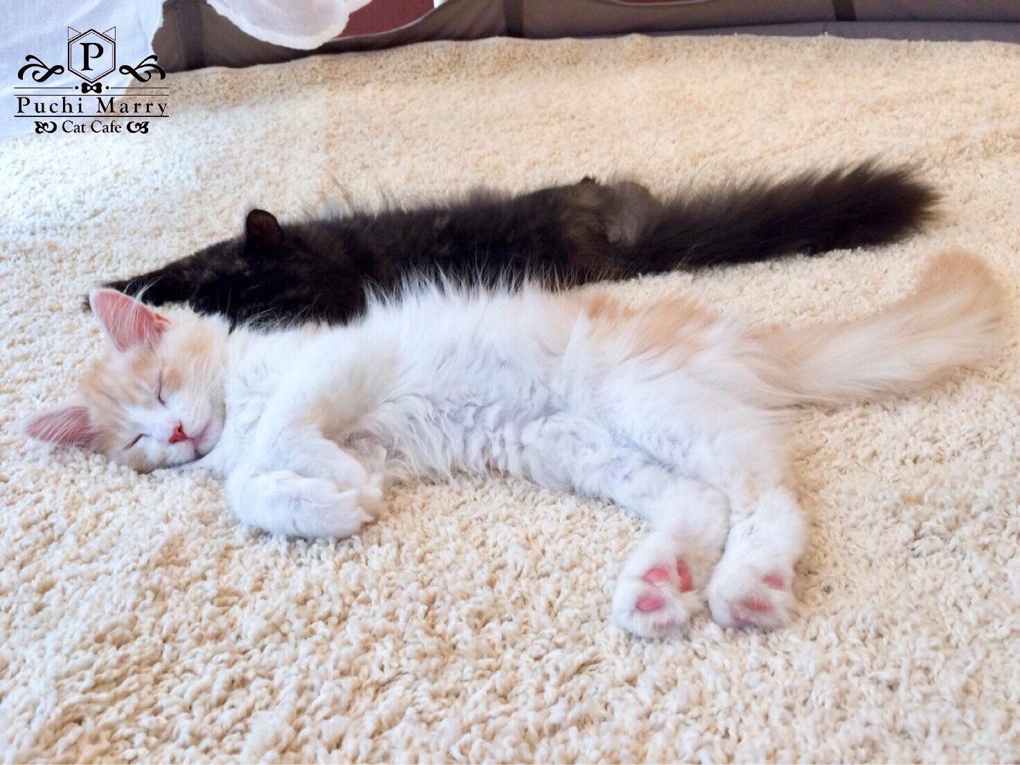 猫カフェぷちまりー Puchi Marry 小田原店のハンモックの上 白いモフモフと黒いモフモフが落ちてました Puchimarry ぷちまりー Catcafe 猫カフェ Cat 猫 ネコ ねこ 猫好きな人と繋がりたい にゃんだふるらいふ ねこ部 仙台 熊本