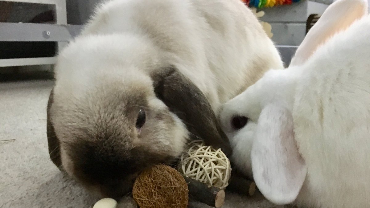 fluffylittle5's tweet photo. Ooo new chew toys! #nibble #bunstruction #bunnies #rabbits https://t.co/x7JAmAEcMO