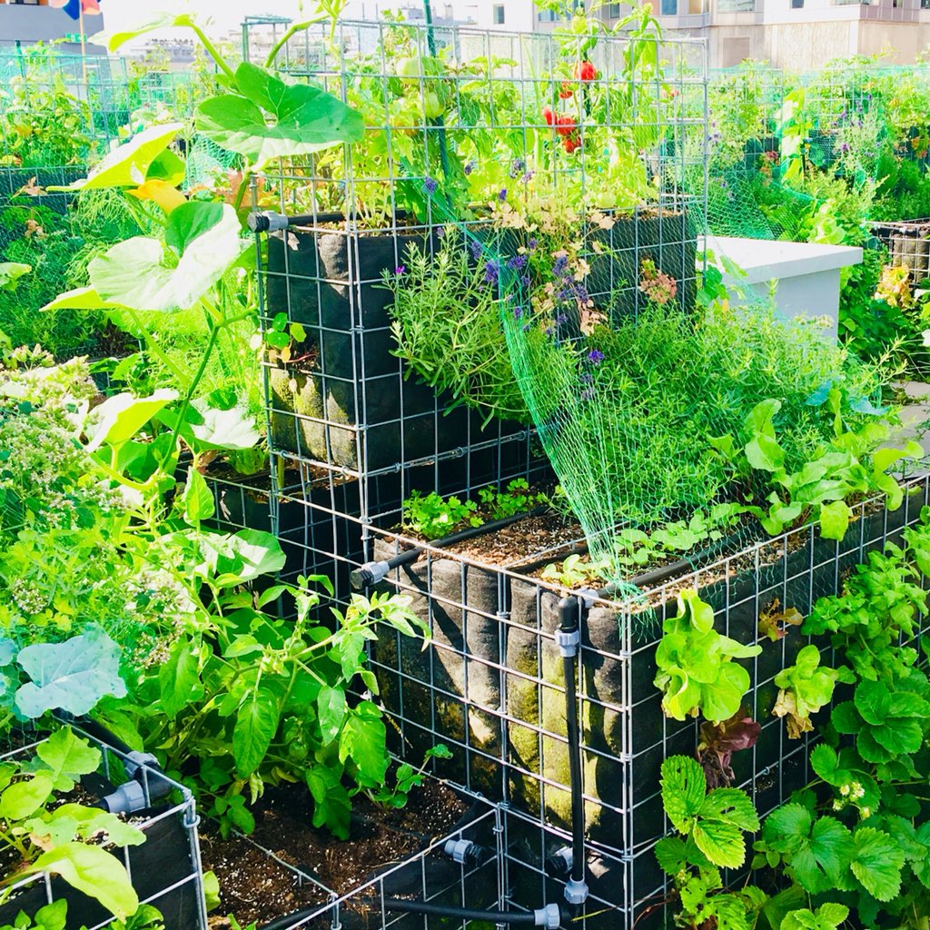 jbmenguy75015's tweet photo. Rencontre passionnante entre @cde15_75015 et Peas & Love. Cultiver notre connaissance des produits que nous mangeons. Objectif partagé pour nos cantines ! #jaimemacantine #cantineparticipative #agricultureurbaine #peasandlove #urbanfarmcompany https://t.co/pfdq5aDEGH