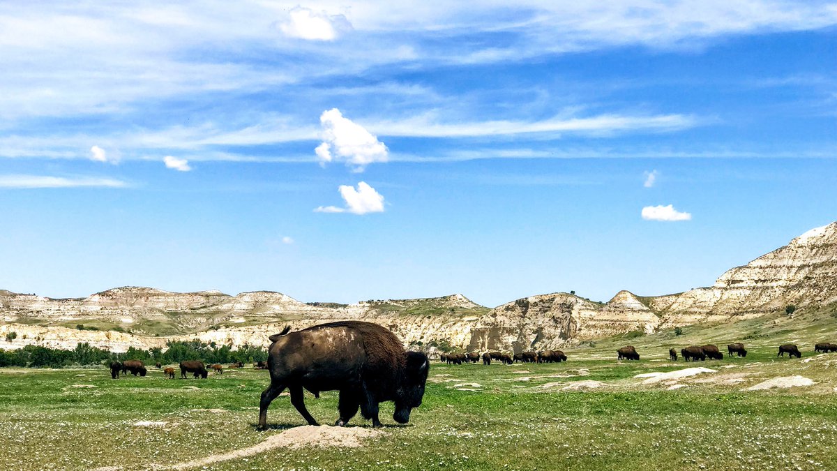 HIGHVALLEY's tweet photo. Ok so today was crazy awesome. Check out these PHONE pics I took at Teddy’s Park! - Curtis #wildhorses #wildbison https://t.co/lNrKUhTw9P