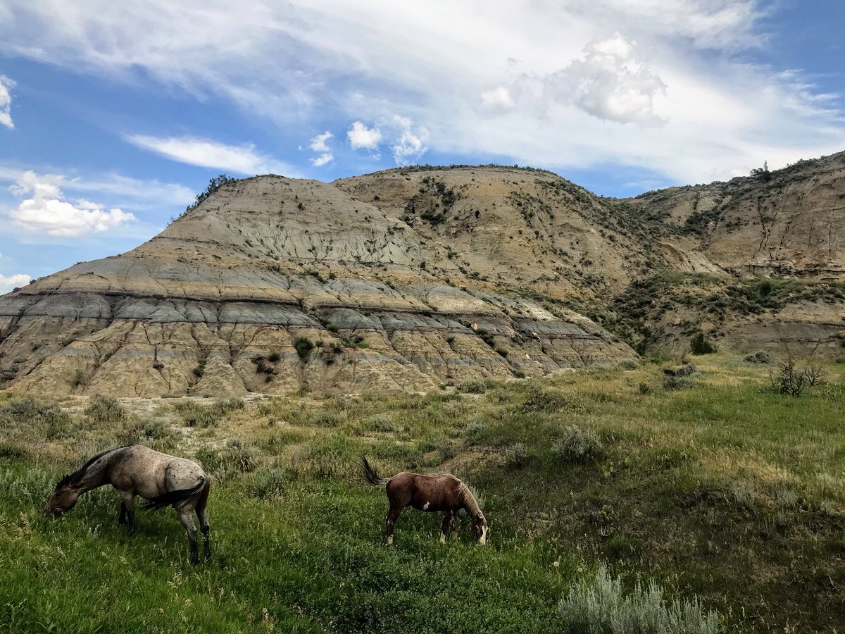 HIGHVALLEY's tweet photo. Ok so today was crazy awesome. Check out these PHONE pics I took at Teddy’s Park! - Curtis #wildhorses #wildbison https://t.co/lNrKUhTw9P
