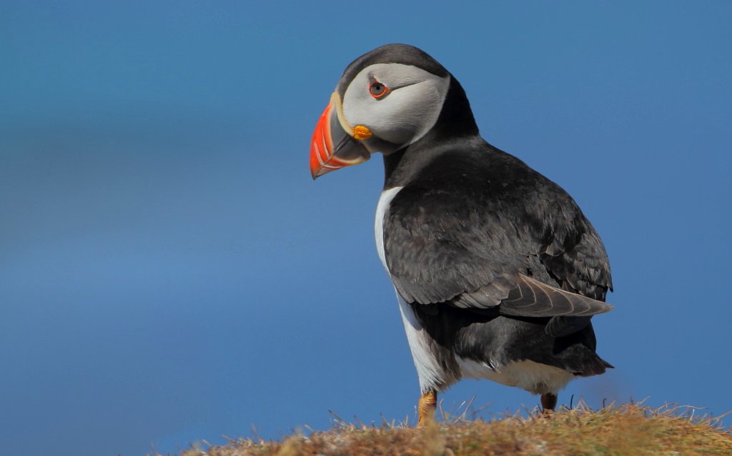 A Puffin from Lunga. I love the west coast light, although this was taken during the middle of the day. #puffin #treshnishisles #lunga #turusmara