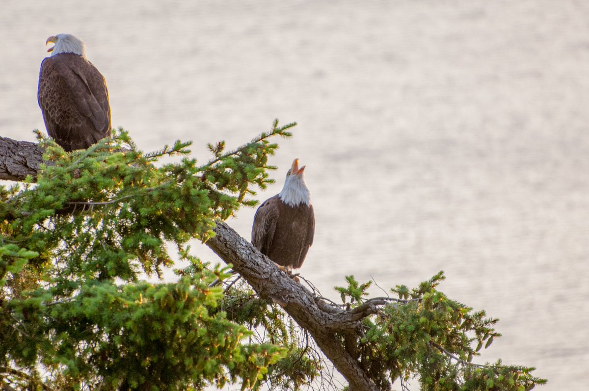 ArbutusRidge's tweet photo. The Eagles are beautiful and they have a lot say here @ArbutusRidge https://t.co/hoCj56Kc3J