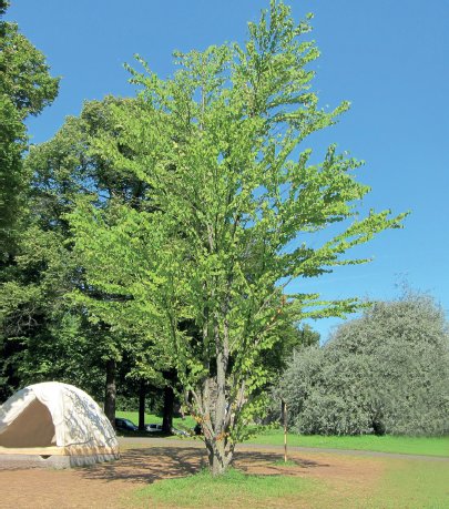 StadtKassel's tweet photo. Lust auf Karamell und Zimt? Der Japanische #Kuchenbaum ist durch die scharlachrote Färbung ein echter Hingucker im #Henschelgarten #Kassel. Sein Laubverbreitet im Herbst einen Duft von #Karamell und #Zimt. Nachzulesen im https://t.co/ZjuXiLe63b #BaumvielfaltKS (fi) https://t.co/XwnprJUcIE