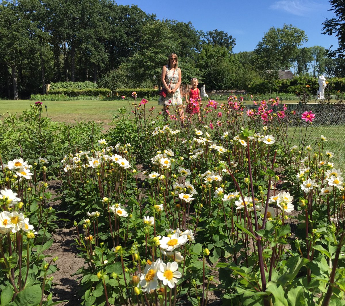 CNBtweet's tweet photo. De Dahliatuin bij Kasteel Keukenhof begint kleur te krijgen! De tuin is voor iedereen vrij te bezichtigen. #dahliatuin #kasteelkeukenhof #lisse #dahlias https://t.co/hOjSx06HBh