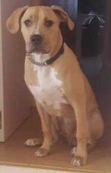 MissingPetsGB's tweet photo. 🐶 CUJO missing 1 year today 
He was STOLEN from the garden, the gate had been forced on 11 July 2018
He was only 18 months old
#Merseyside Police investigating

LAB X AMERICAN BULLDOG

Breeze Hill #Walton, #Liverpool
#L9 REWARD.

MAKE CUJO #TooHotToHandle https://t.co/CzlRJjy4lL