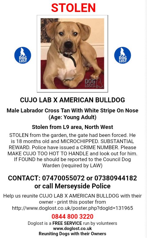 MissingPetsGB's tweet photo. 🐶 CUJO missing 1 year today 
He was STOLEN from the garden, the gate had been forced on 11 July 2018
He was only 18 months old
#Merseyside Police investigating

LAB X AMERICAN BULLDOG

Breeze Hill #Walton, #Liverpool
#L9 REWARD.

MAKE CUJO #TooHotToHandle https://t.co/CzlRJjy4lL