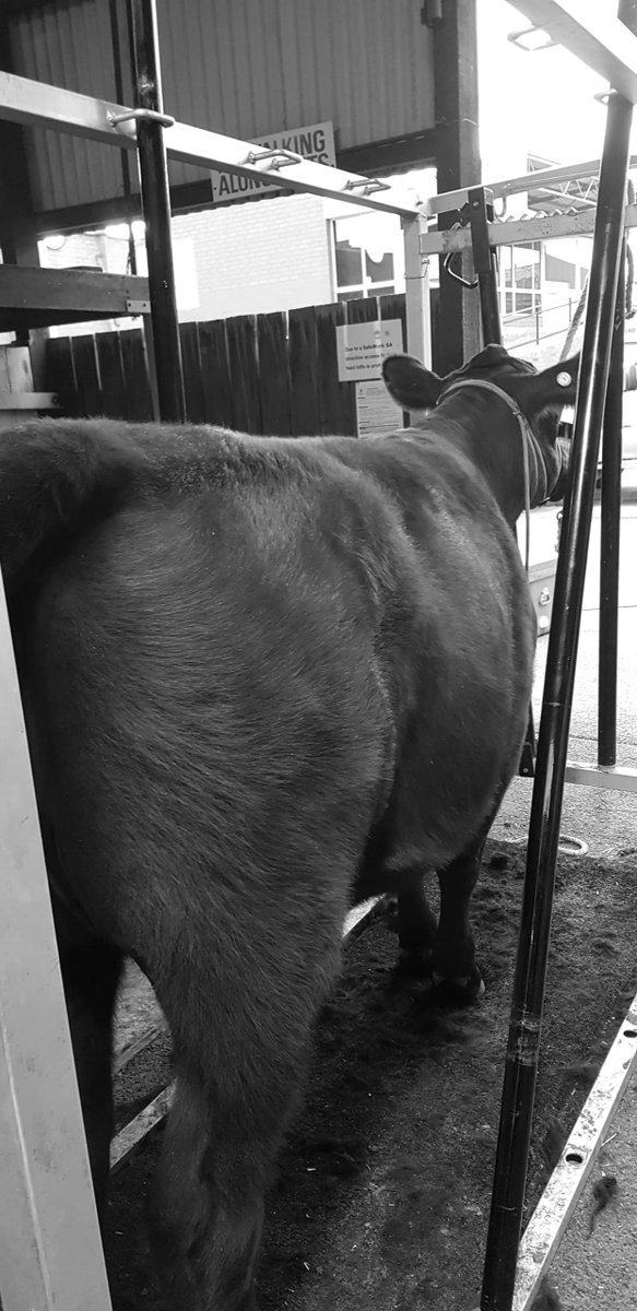 AllingtonsO's tweet photo. Our lovely follower Cassy Kylie's beautiful cow getting ready for the senior herdsman clipping competition yesterday at the SA Junior Heifer Expo ๐ ๐ฎ ๐
--------------
#allingtonsoutpost #countrylife #countryclothes #workwear #westernwear #juniorheiferexpo #aussiefarmers https://t.co/5IH0J2oUKp