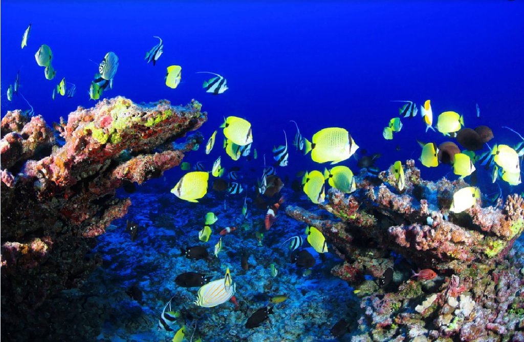 DestColombie's tweet image. Les plus beaux spots de plongée en Colombie destination-colombie.fr/decouvrir/spot…