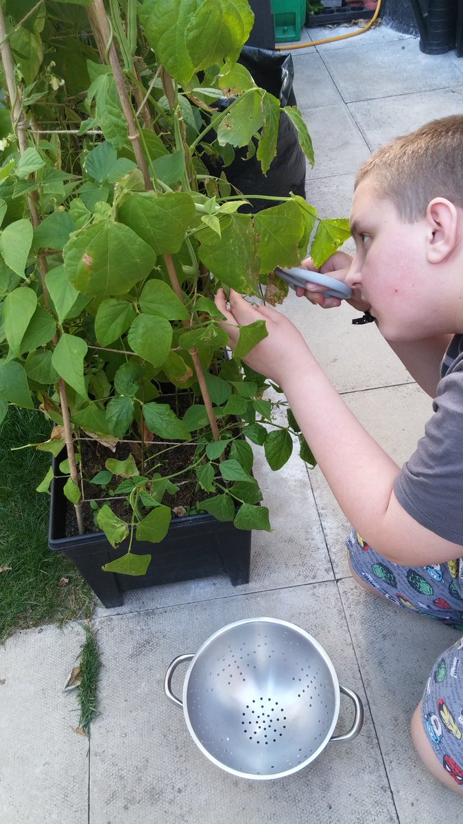 LinBadd64's tweet photo. Can you see me now Lord Solely? Growing my own food, examining crystals &amp; using bezier curves. Can you do this? #HomeEdInSight https://t.co/z5sx2SnluS