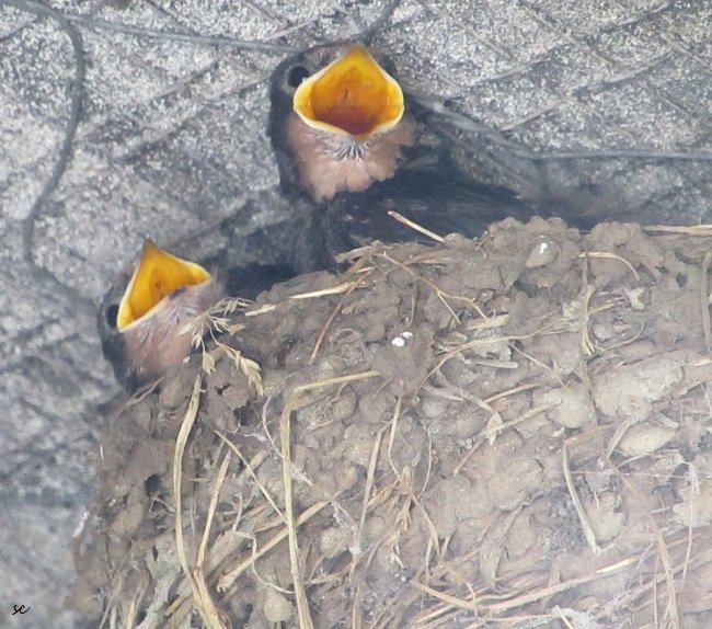 SamcassidySam's tweet image. #swallows #secondbatch #chicks #baby #birdie #birds #Parenthood #wildlife #birding #nature #WildlifeWednesday #LoveWildlife #Lunchtime 
 
*(Taken with zoom lens)*