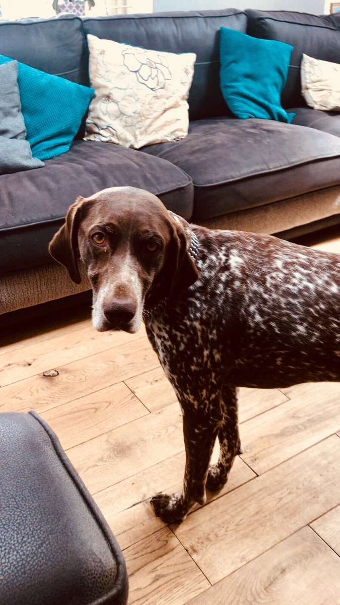 mark42swfc's tweet image. This beautiful young lady is 7 today 😍🐶 #germanpointer