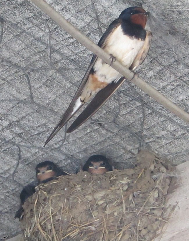 SamcassidySam's tweet image. #swallows #secondbatch #chicks #baby #birdie #birds #Parenthood #wildlife #birding #nature #WildlifeWednesday #LoveWildlife #Lunchtime 
 
*(Taken with zoom lens)*