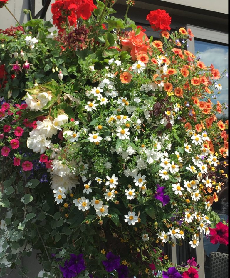 #RHSTatton judges have been at our #altrincham restaurant today for the #AltrinchamBestInShow competition with @altrinchambid 

We thought we'd show off our #Sandbach Restaurant as well 

Prize for a trio of displays across Cheshire please :) 

PS. Thanks Gilly for the Photos
