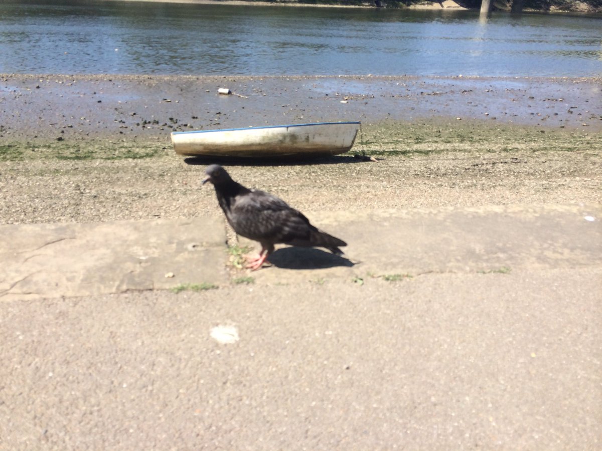 ハトカツ(出先でハトを撮る活動)の写真だいぶ溜まってきたから見てほしい 東京のハト、台北のハト、ワルシャワのハト、ロンドンのハトです 