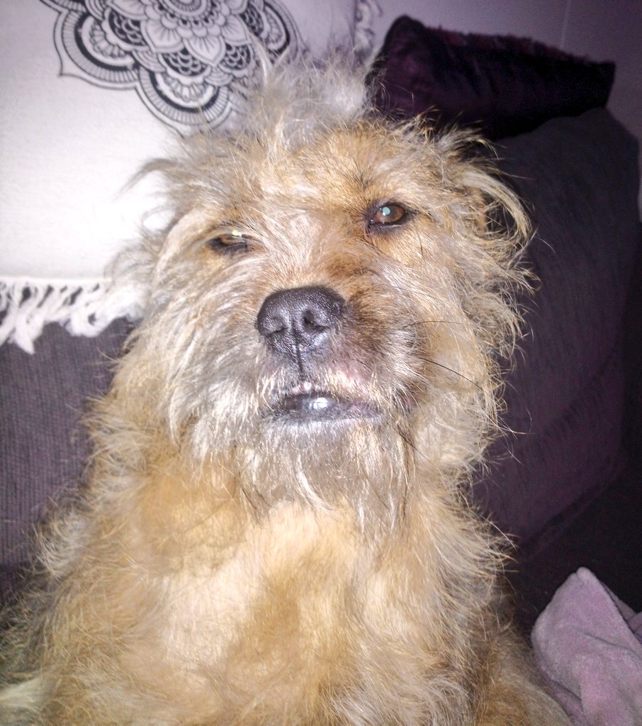 Poppy_MindDogAU's tweet photo. All that brush work...then shake π
Approaching peak #ScruffBucket π¦
#ScruffyBum #BeforeAndAfter #BTPosse #BorderTerriersAreTheBest https://t.co/cxv3OhiJci