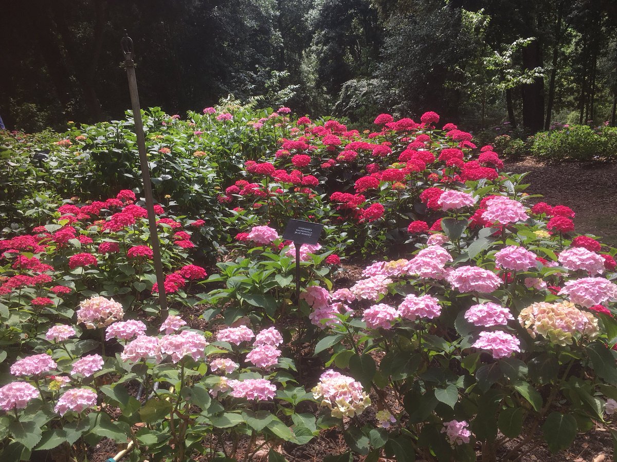 Hydrangeas galore <a href="/TropicalDorset/">Abbotsbury Gardens</a> (Abbotsbury) A good start to the season for the trials team. <a href="/The_RHS/">The RHS</a> are organizing a Hydrangea open day at Abbotsbury on Aug 8th -tours talks  and lots of unusual hydrangeas available for sale. Check the Abbotsbury website for info. Pl. retweet