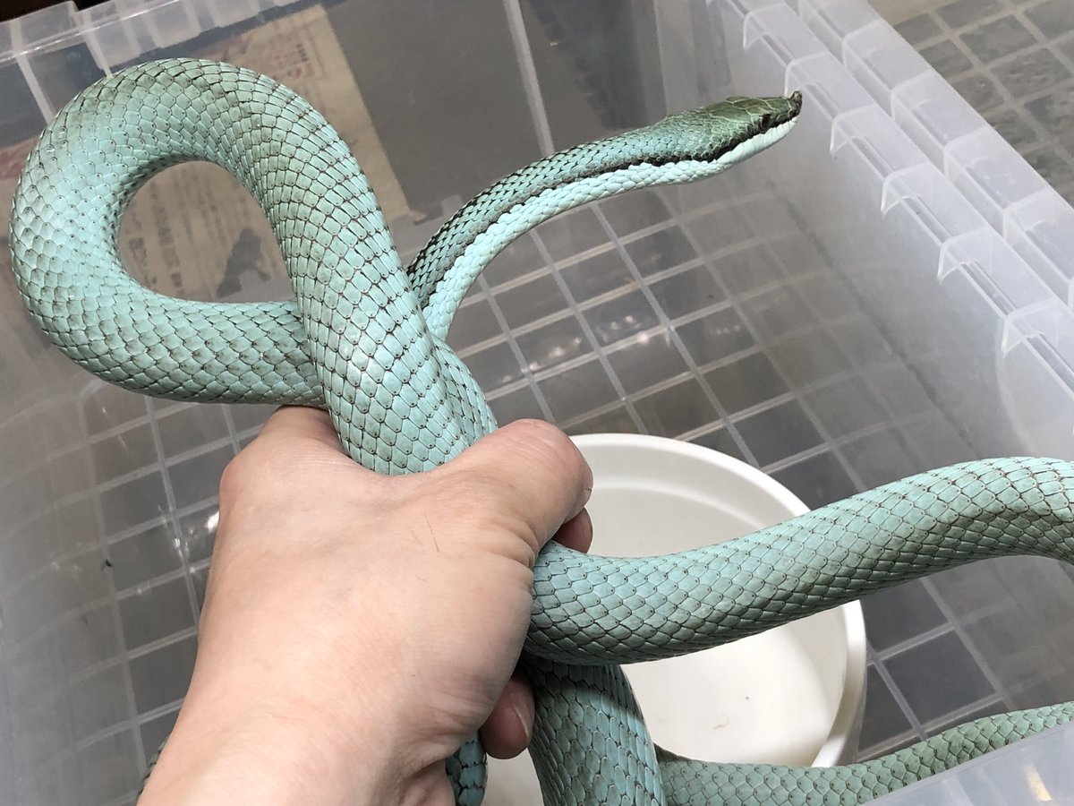 バロンコダマヘビね^^; 昼間暑すぎてパロンってかいてもうた