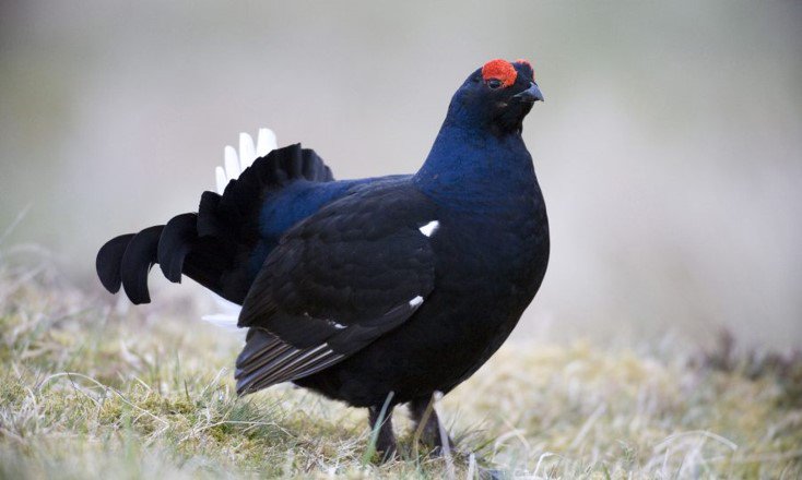 Could you be the Galloway Glens Black Grouse Project Officer? 2.5year contract, 18hrs per week. Deadline 24th August - ww2.rspb.org.uk/about-the-rspb… <a href="/RSPBDandG/">RSPBDumfriesGalloway</a> <a href="/RSPBScotland/">RSPB Scotland</a> <a href="/RSPBGlasgow/">Giving Nature a Home Glasgow</a> <a href="/gallowayforest/">Galloway Forest Park</a> <a href="/fcscotland/">Formerly FC Scotland</a>