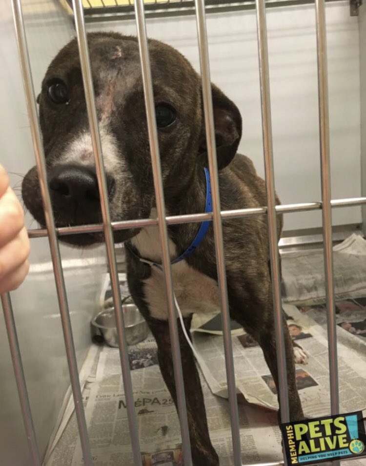 reddogsusie's tweet photo. #TN #MEMPHIS
๐๐CRITICAL Breccia 7mo #puppy hw+ female. Such a sweet girl full of love & fun desperately needs a good home now & out of a packed shelter! #A305164 #ADOPT #PLEDGE #RESCUE #FOSTER
https://t.co/caSPXYCa7d https://t.co/fW7GnKYlzb