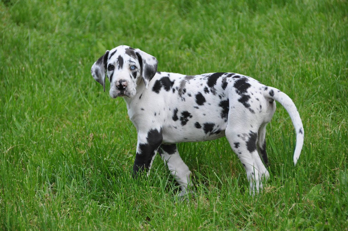 Harlequin Great Dane puppy Chaos in the grass. Her right eye is dark and her left eye is a startling blue.