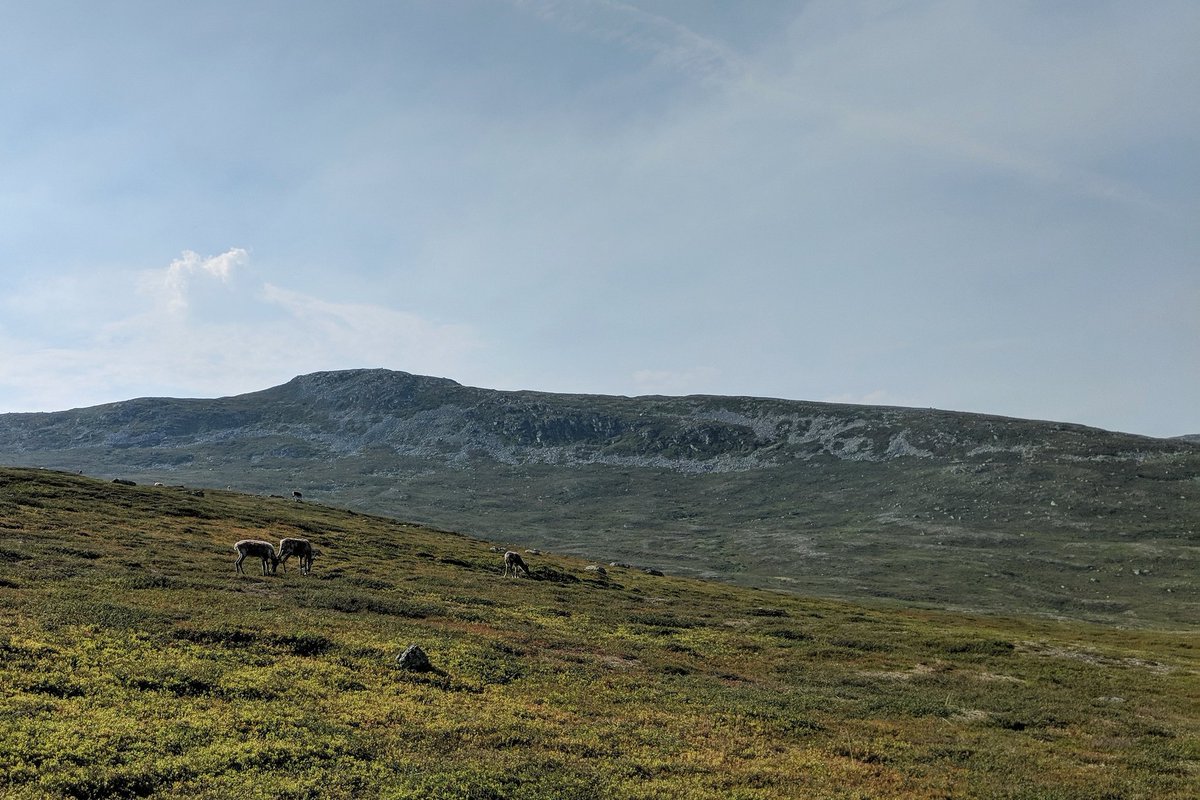 Grazing reindeer at Salsfjellet.