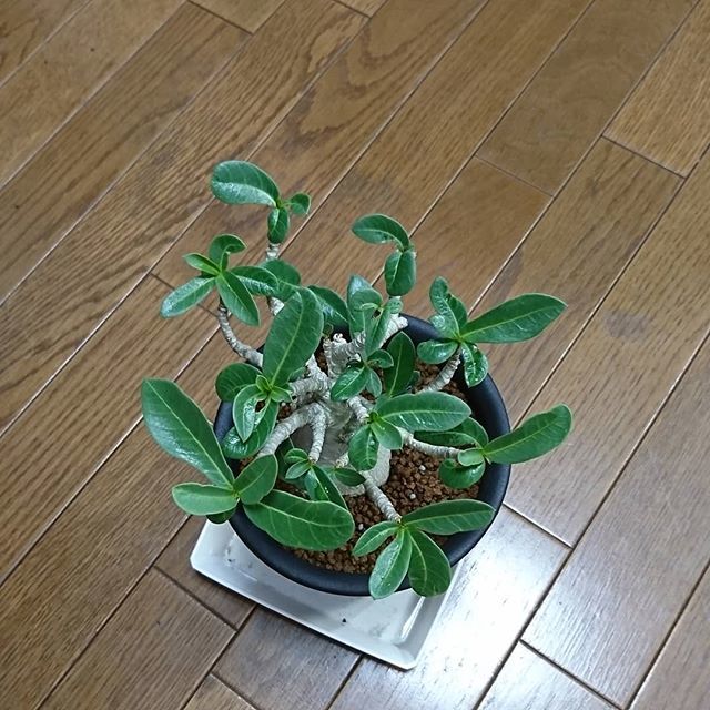 hondashi6_6's tweet photo. だいぶモサッてきたw
#TEAM_HA #アデニウム #アラビカム #Adenium #arabicum #グリーンマルシェ #グリーンマルシェ横浜2018 #greenmarche https://t.co/BAb5OhuaGU https://t.co/PQA6mEwPD0